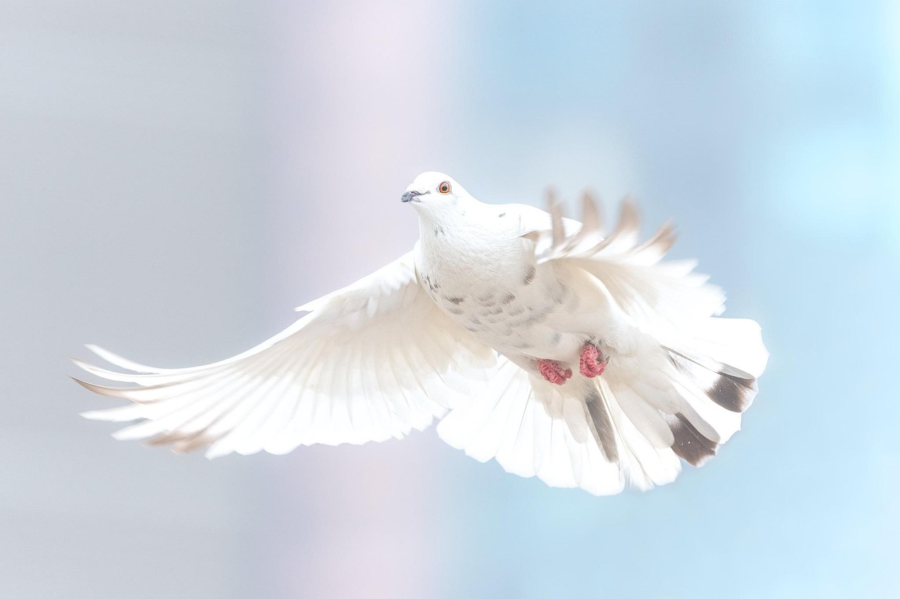 dove, bird, freedom, flying, pigeon, animal, wildlife, wings, plumage, flight, nature, dove, dove, dove, dove, dove, bird, pigeon, pigeon, pigeon