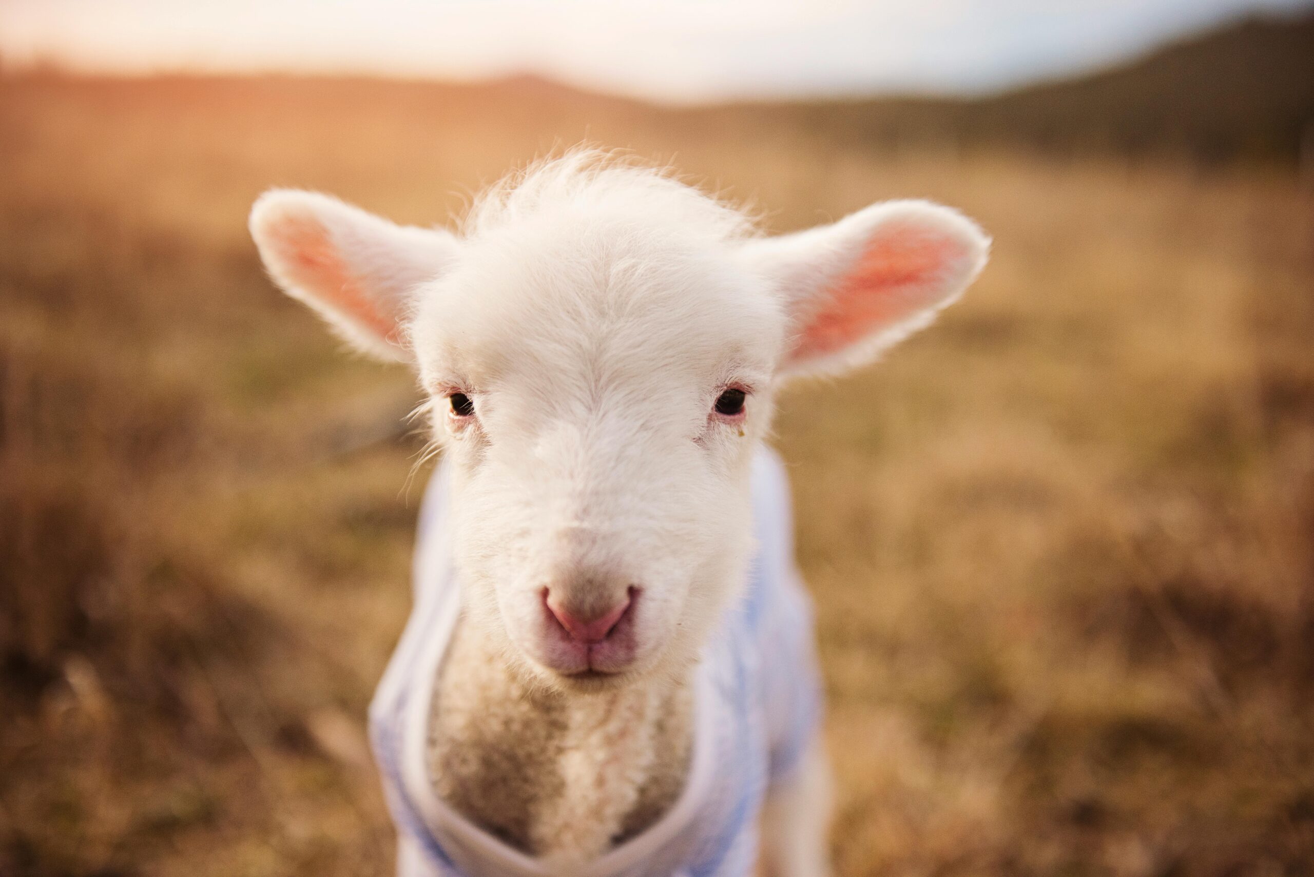 Cute lamb with woolly coat standing in a sunlit pasture, showcasing its innocent charm.