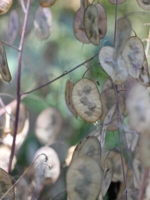 nature, botany, plant, growth, money plant, honesty, seed pods, ripe, dried, flora, honesty, honesty, honesty, honesty, honesty