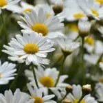 daisies, beautiful flowers, flower meadow, flower background, bloom, summer, meadow marguerite, flower, garden, blossoms, petals, spring, plant, flora, flower wallpaper, white, nature