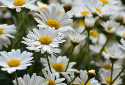 daisies, beautiful flowers, flower meadow, flower background, bloom, summer, meadow marguerite, flower, garden, blossoms, petals, spring, plant, flora, flower wallpaper, white, nature