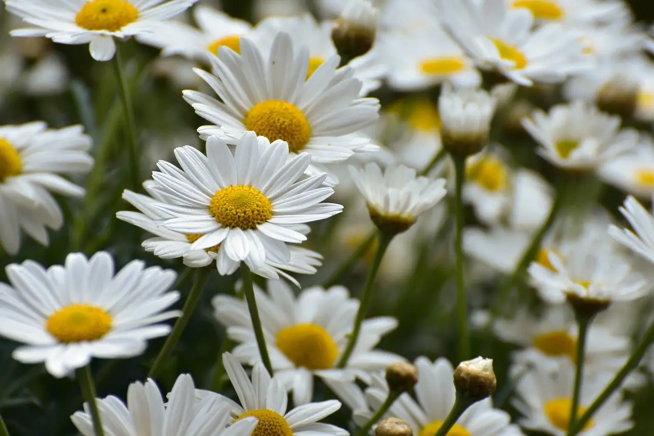 daisies, beautiful flowers, flower meadow, flower background, bloom, summer, meadow marguerite, flower, garden, blossoms, petals, spring, plant, flora, flower wallpaper, white, nature